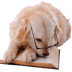 dog wearing glasses bp - Free PNG