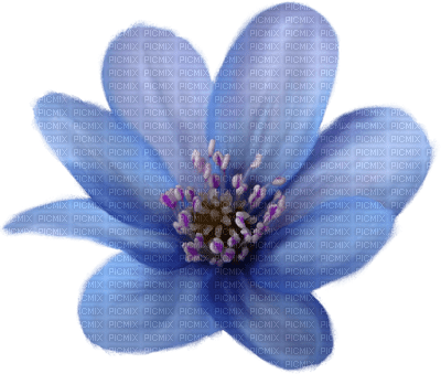 minou-blue-flower - PNG gratuit