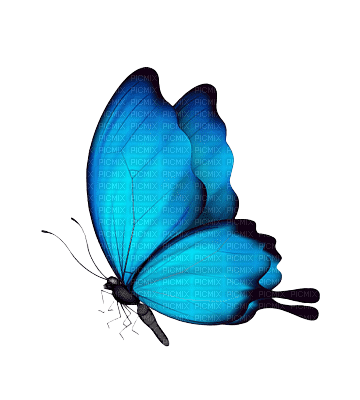 Papillon - 免费PNG