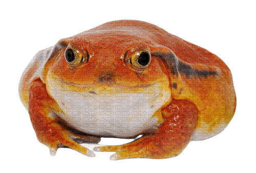 fat tomato frog - ücretsiz png
