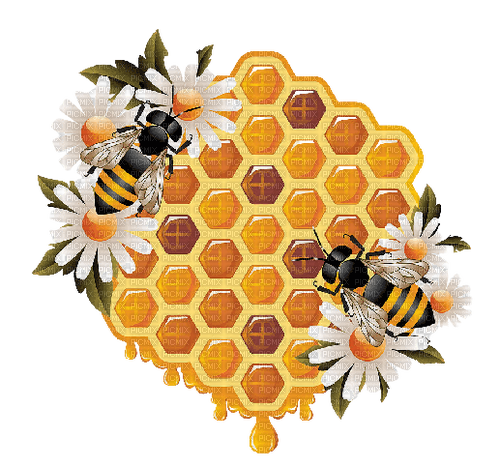 Honey Bee - Bogusia - Free PNG