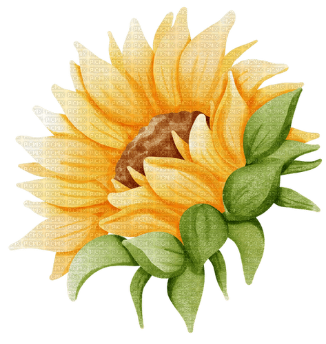 kikkapink sunflower - png ฟรี