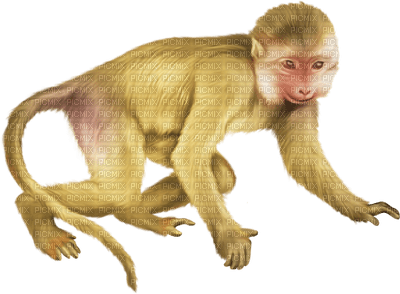 Kaz_Creations Animals Monkey - бесплатно png