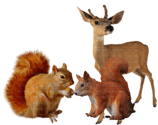 autumn Nitsa  squirrel - 免费动画 GIF