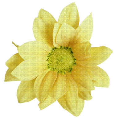 green-flower-minou52 - darmowe png