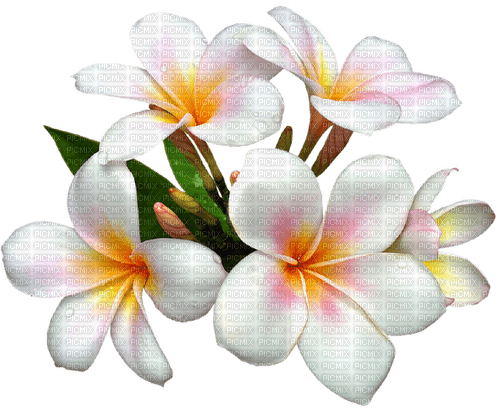 white flowers  Bb2 - безплатен png