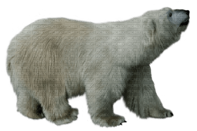 dolceluna polar white bear deco winter - png gratuito