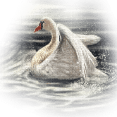 swan pond cygne  lac paysage - png ฟรี