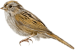 birds katrin - besplatni png
