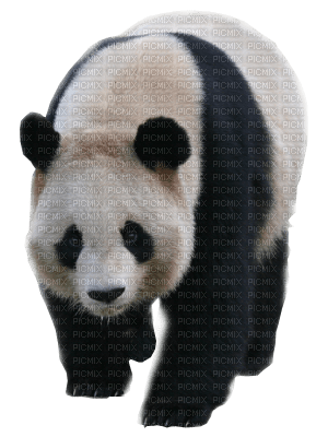 panda bp - PNG gratuit