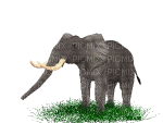 Elephant Sitting - Free animated GIF