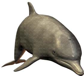 Kaz_Creations Dolphin - bezmaksas png