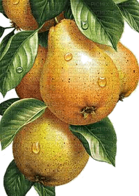 Birnen, Pears - PNG gratuit