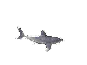 fish bp - 免费动画 GIF