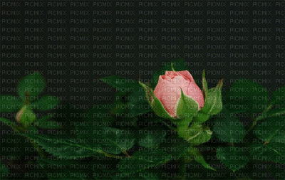 ruža - Ücretsiz animasyonlu GIF
