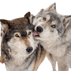 Loups câlins - png gratuito