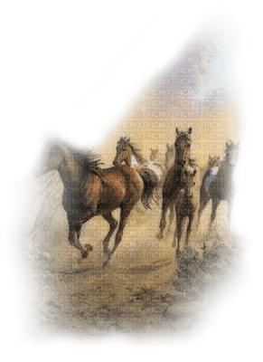 cheval galop - PNG gratuit