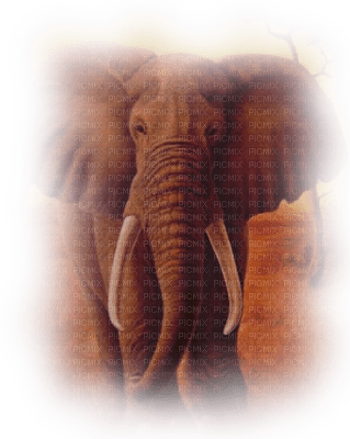 tube éléphant - PNG gratuit
