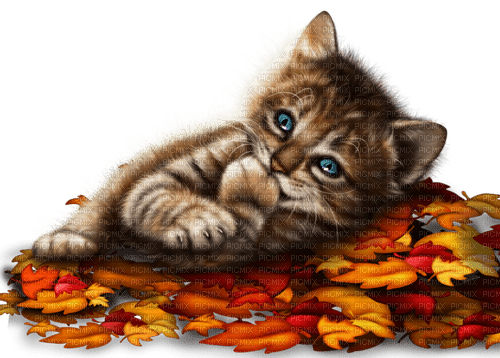 Y.A.M._Autumn cat - Free PNG
