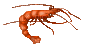 shrimp - Gratis animerad GIF