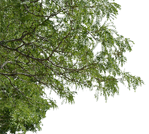 tree branch - kostenlos png