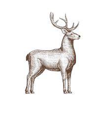 cerf dessin - 無料png