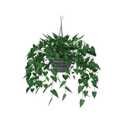 plant, sisustus, decor - δωρεάν png