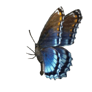 Butterfly - Nemokamas animacinis gif