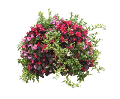 minou-garden flowers-fiori di giardino-Fleurs de jardin-trädgårdsblommor - Free PNG