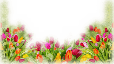 tulip flower - kostenlos png