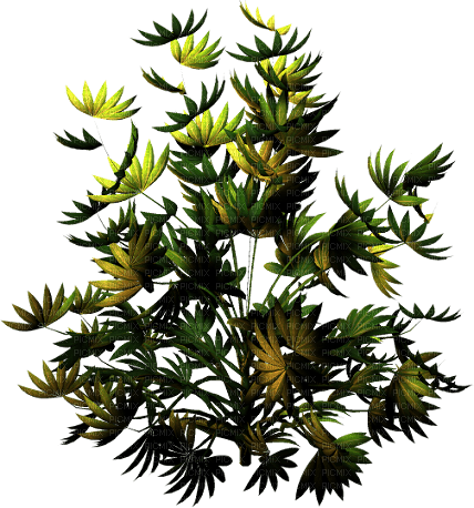 Planta color verde y amarillo - Free PNG