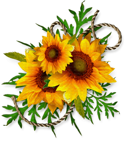 Sunflowers.Brown.Yellow - zadarmo png