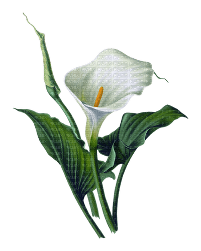 white lily Bb2 - png grátis