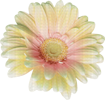 Kaz_Creations Deco Flowers Flower Colours - png gratis