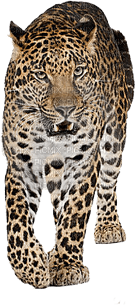 leopard - PNG gratuit