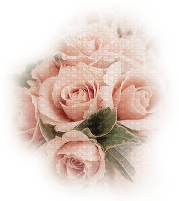 Flowers pink rose bp - ücretsiz png