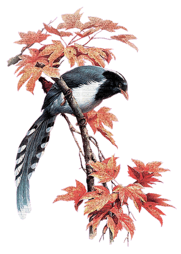 Autumn Bird - GIF animado gratis