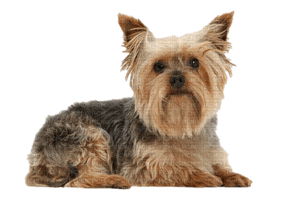 Kaz_Creations Dogs Dog Pup 🐶 - 無料png