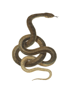 snake bp - nemokama png