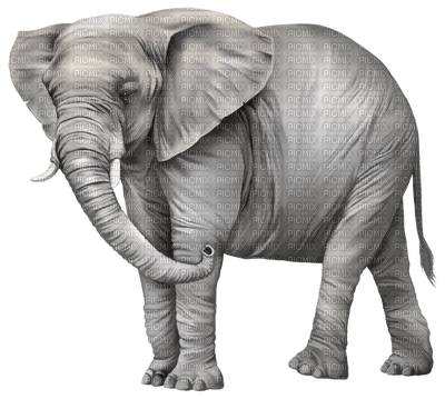 elefant - nemokama png