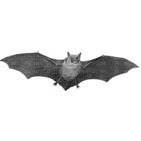 Bat - bezmaksas png
