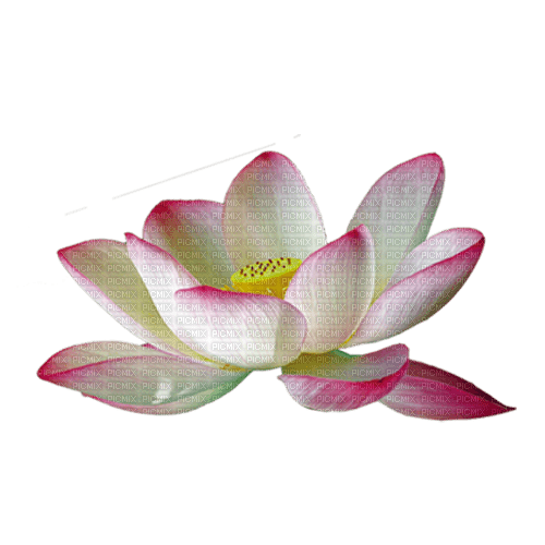 Lotus - besplatni png