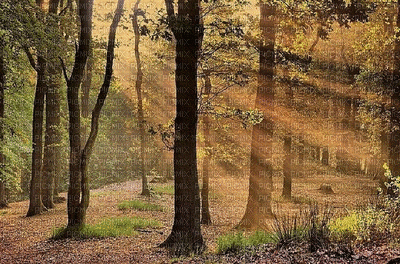autumn,background - Ücretsiz animasyonlu GIF