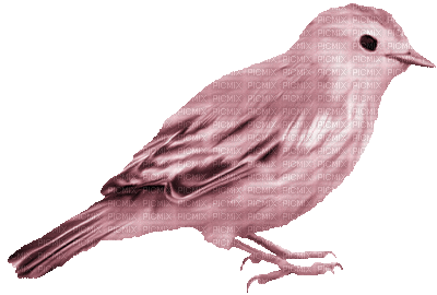 Kaz_Creations Deco Birds Bird Colours - 免费动画 GIF