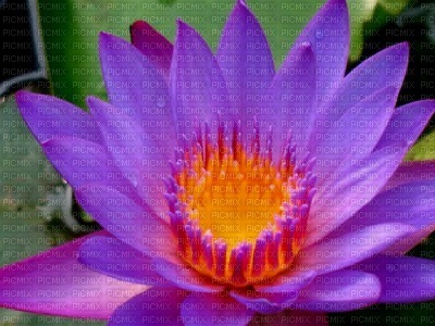 lotus - ilmainen png