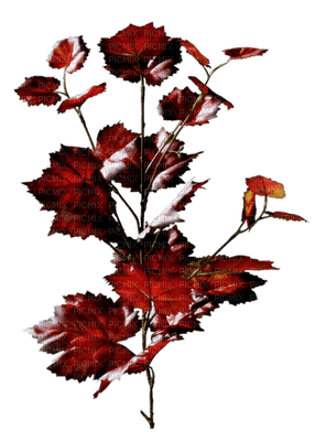 flowers katrin - фрее пнг