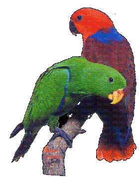 pappagallo - Free animated GIF