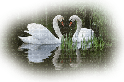 Kaz_Creations Animals  Birds Bird Swans - bezmaksas png