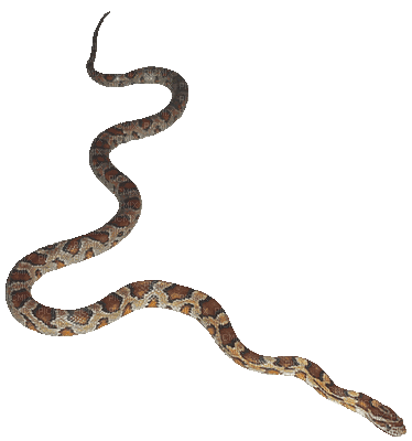 snakes bp - GIF animate gratis