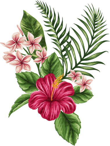 nbl-Hibiscus - png grátis